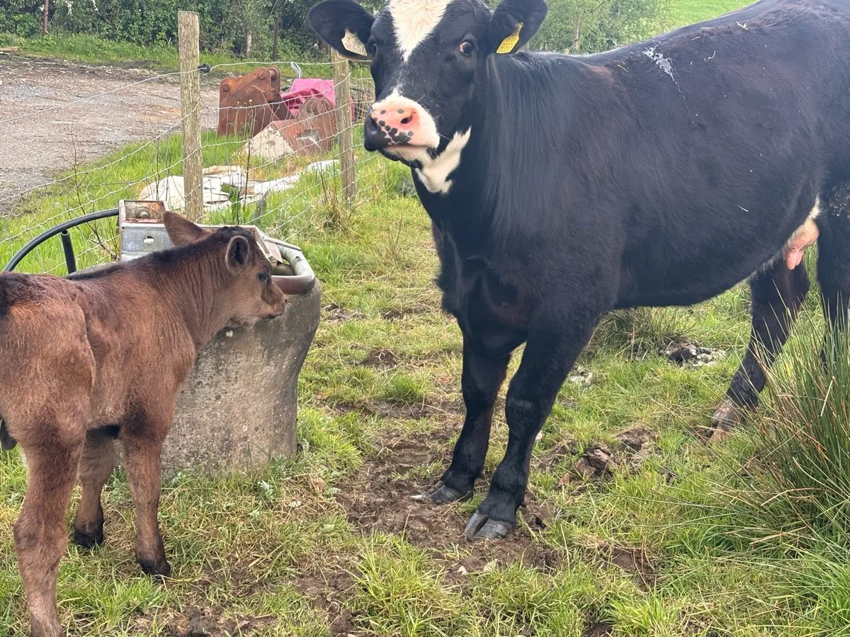 Cow and calf - Image 2