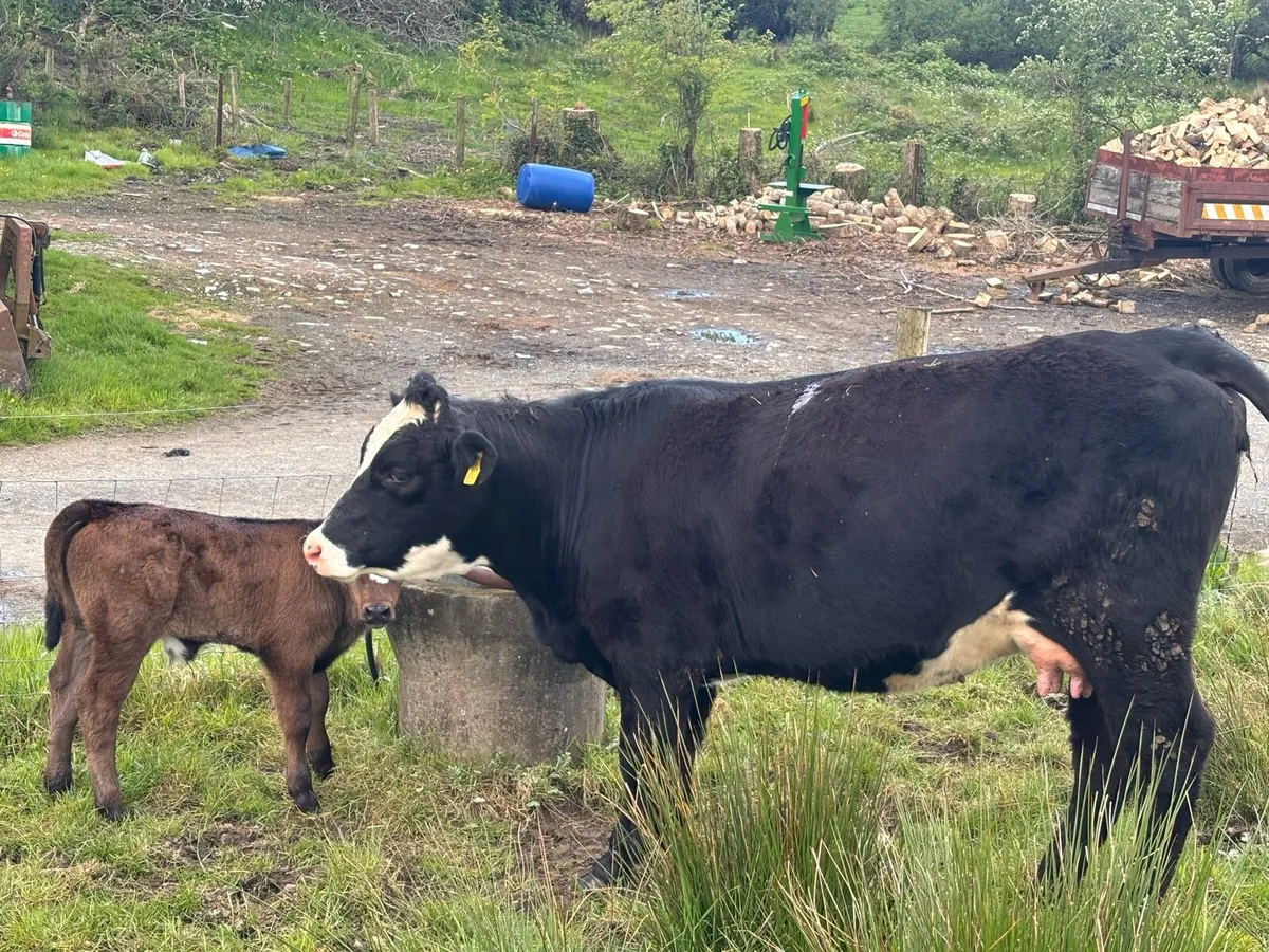 Cow and calf - Image 3