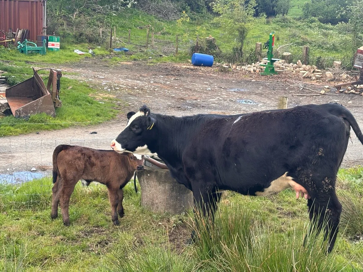 Cow and calf - Image 4