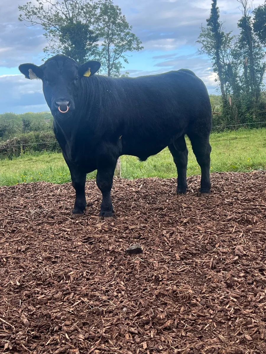 Angus bull - Image 2