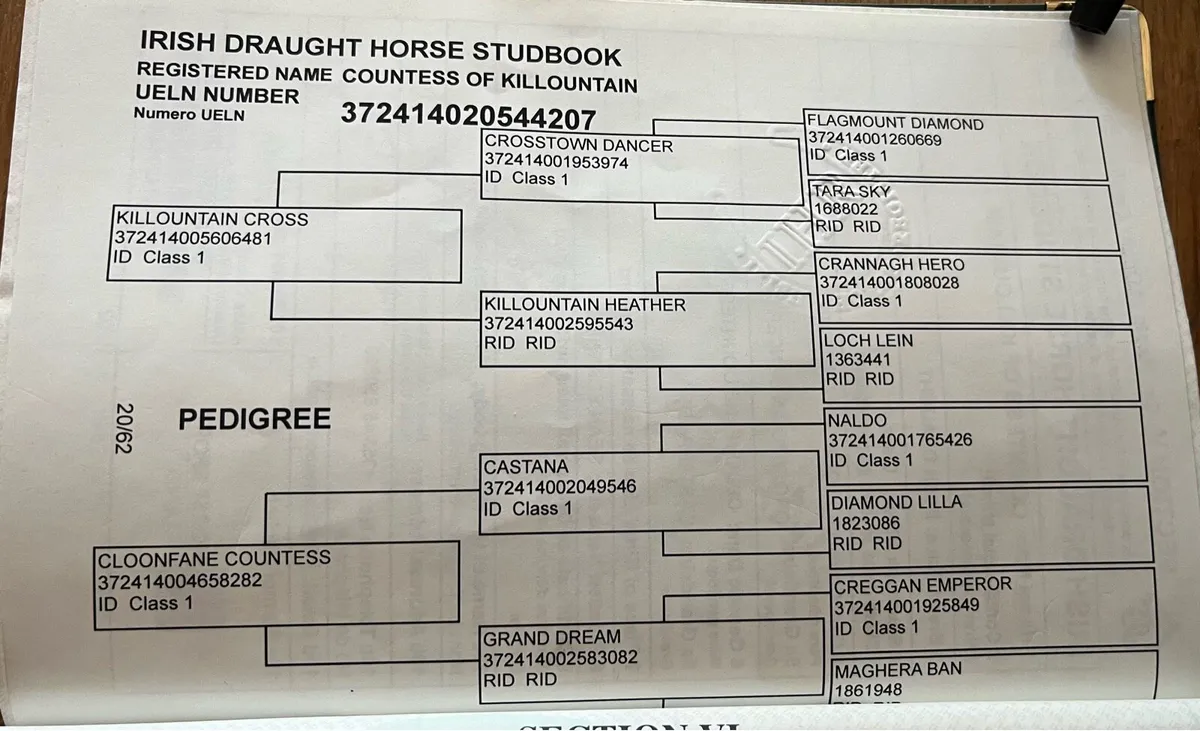 Horse - Image 4