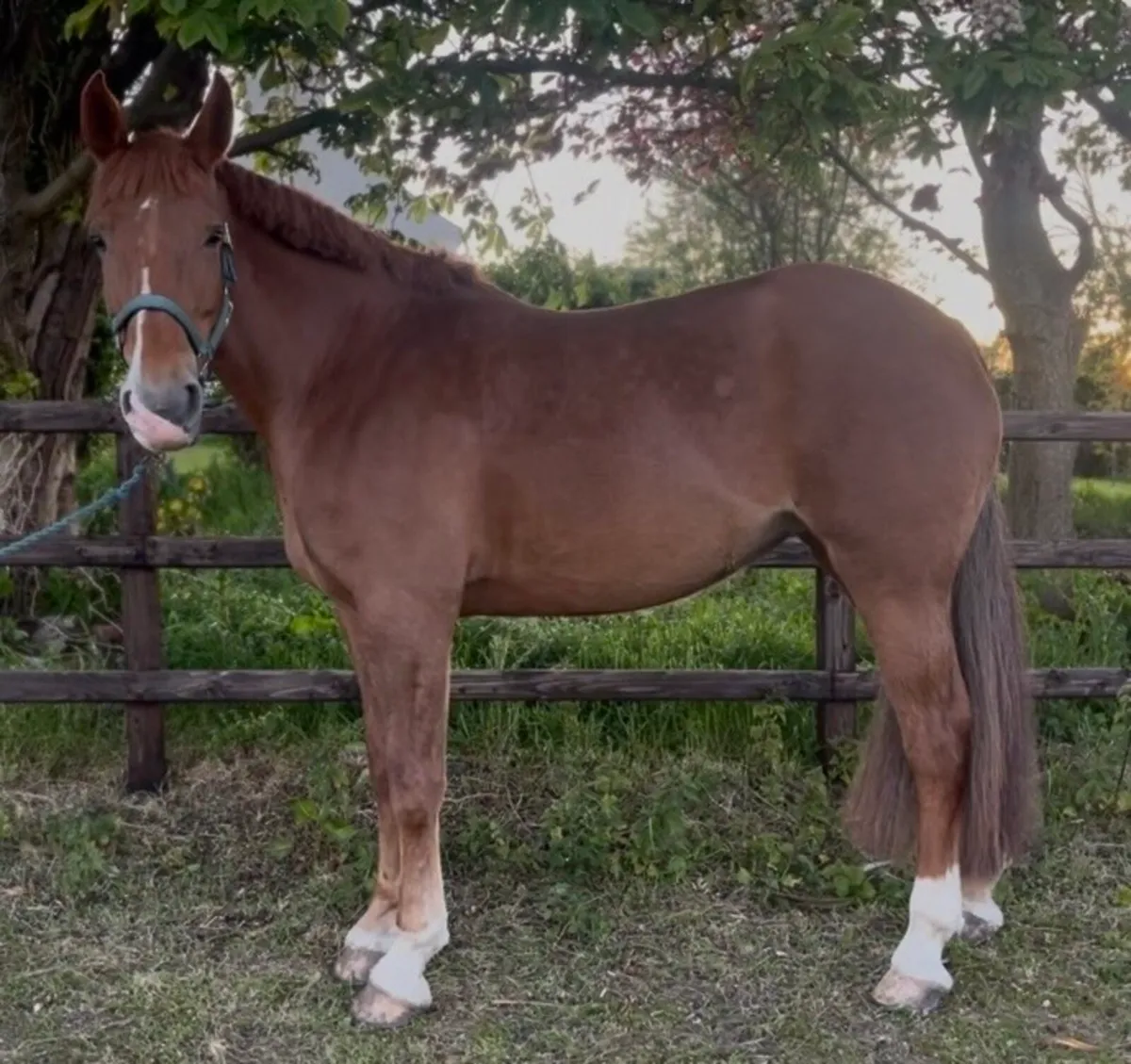 Horse - Image 2