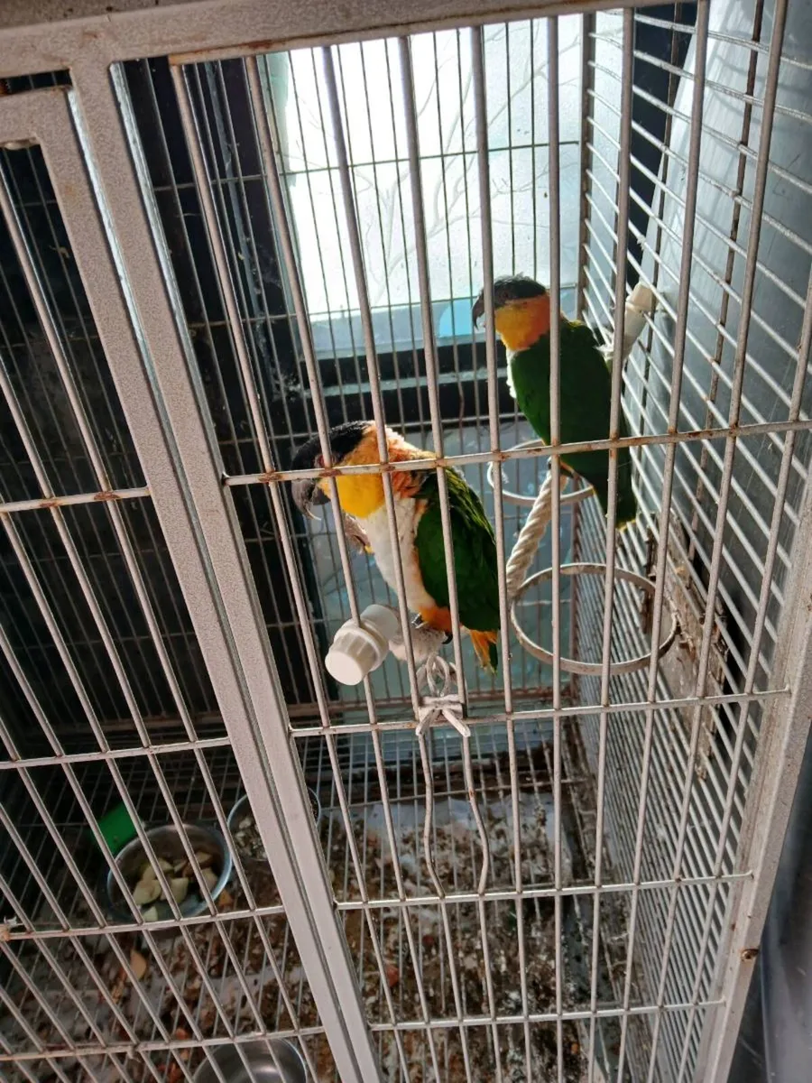 Pair of Caiques