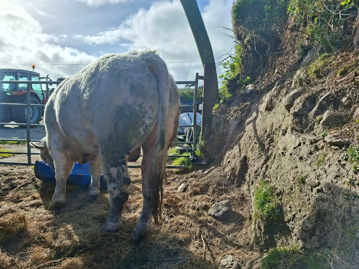 1 Charolais Bull - Image 4