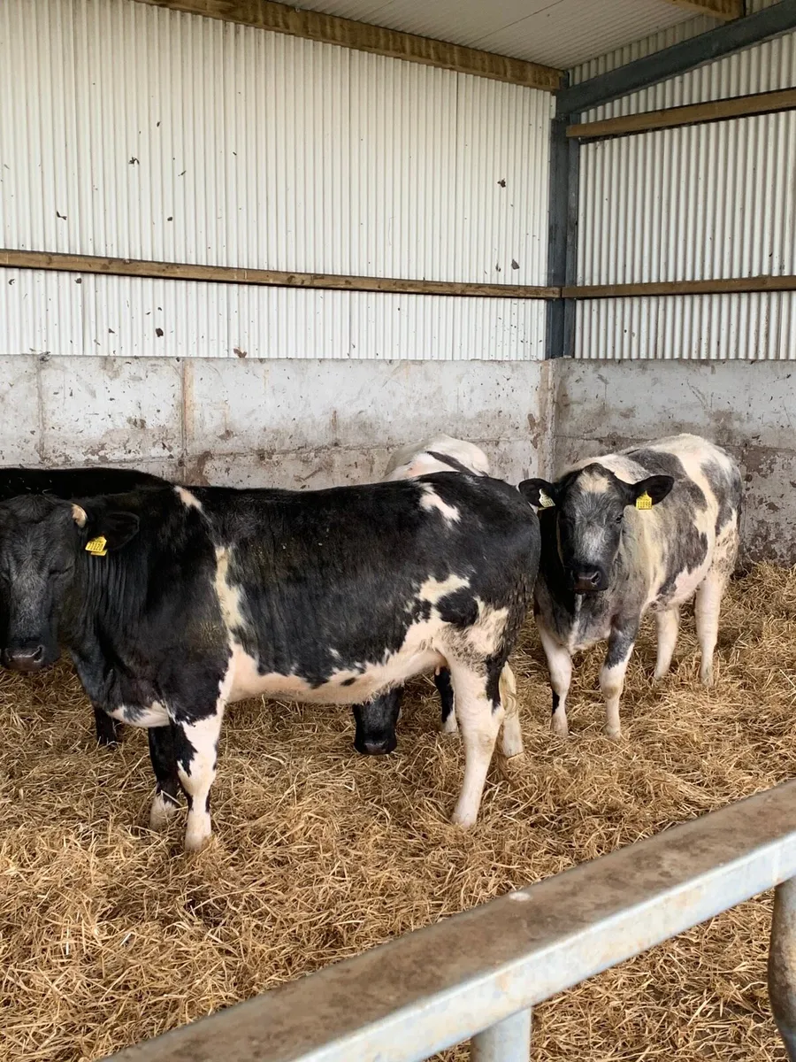4 Super BBX Springers - Image 1