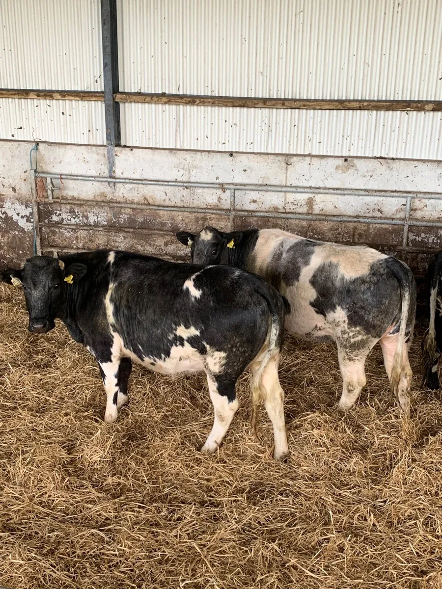 4 Super BBX Springers - Image 3