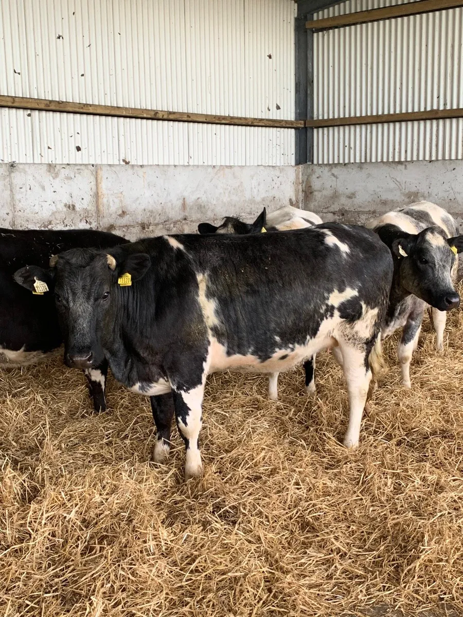 4 Super BBX Springers - Image 2