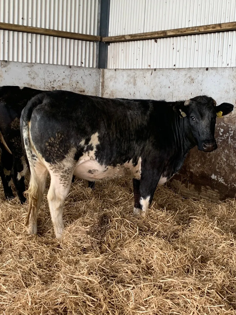 4 Super BBX Springers - Image 4