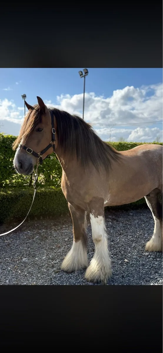 *! 15hh Sporty Gelding Cob 4yr !* - Image 1