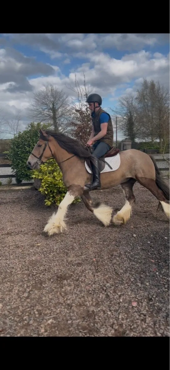 *! 15hh Sporty Gelding Cob 4yr !* - Image 2