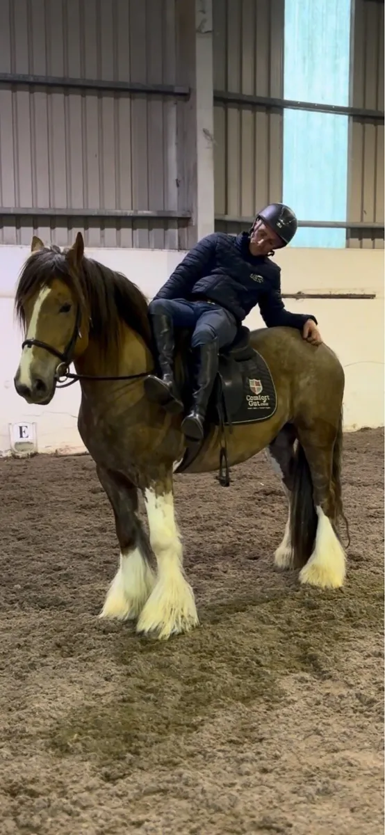 *! 15hh Sporty Gelding Cob 4yr !* - Image 3