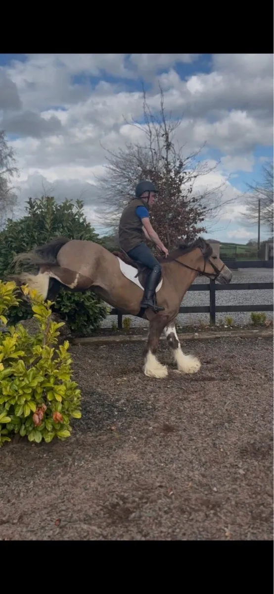 *! 15hh Sporty Gelding Cob 4yr !* - Image 4