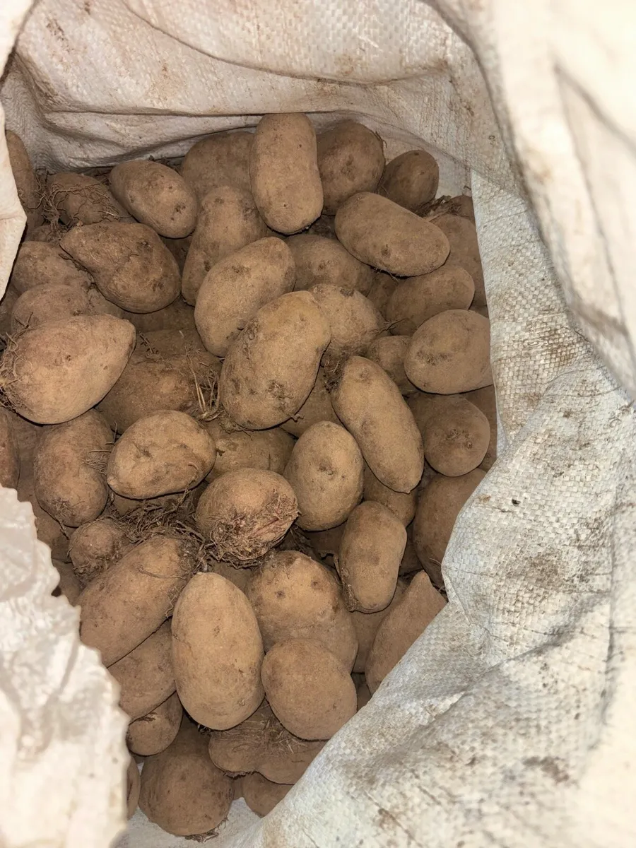 Seed Potatoes - Image 1