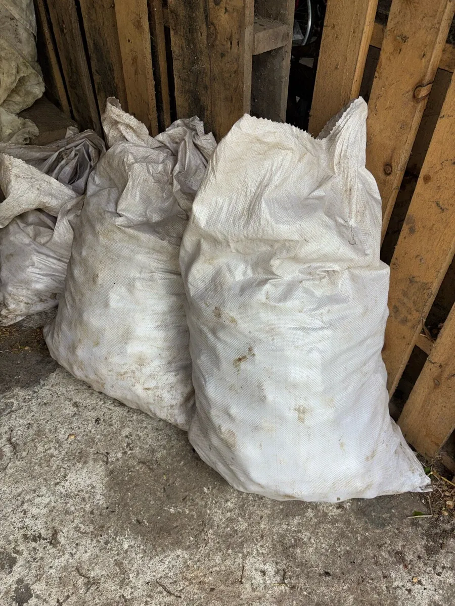 Seed Potatoes - Image 2