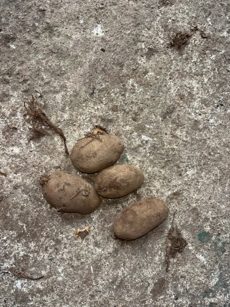 Seed Potatoes - Image 3