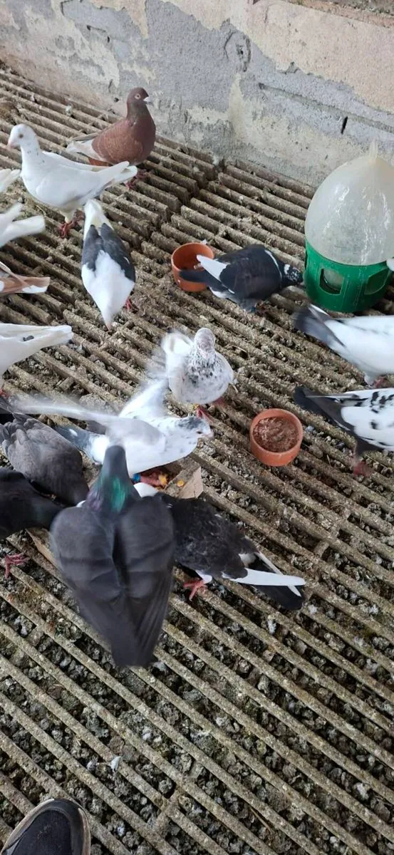 Colour homing pigeons - Image 2