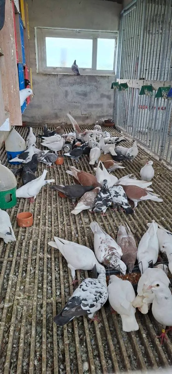 Colour homing pigeons - Image 3