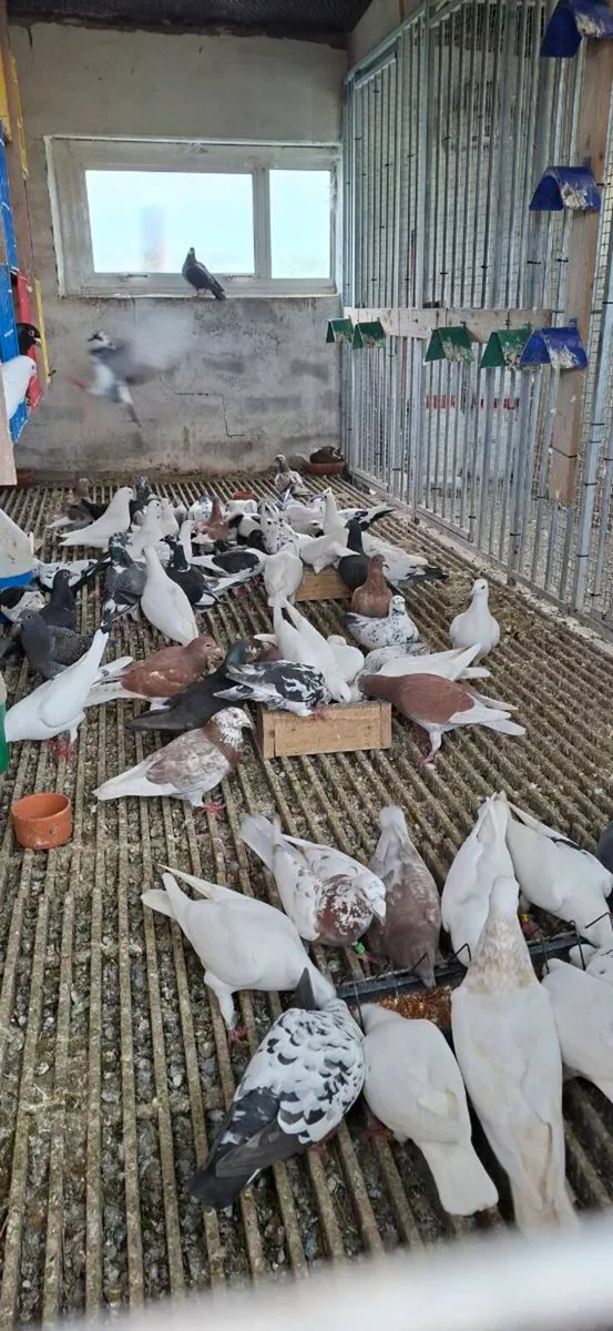 Colour homing pigeons - Image 4