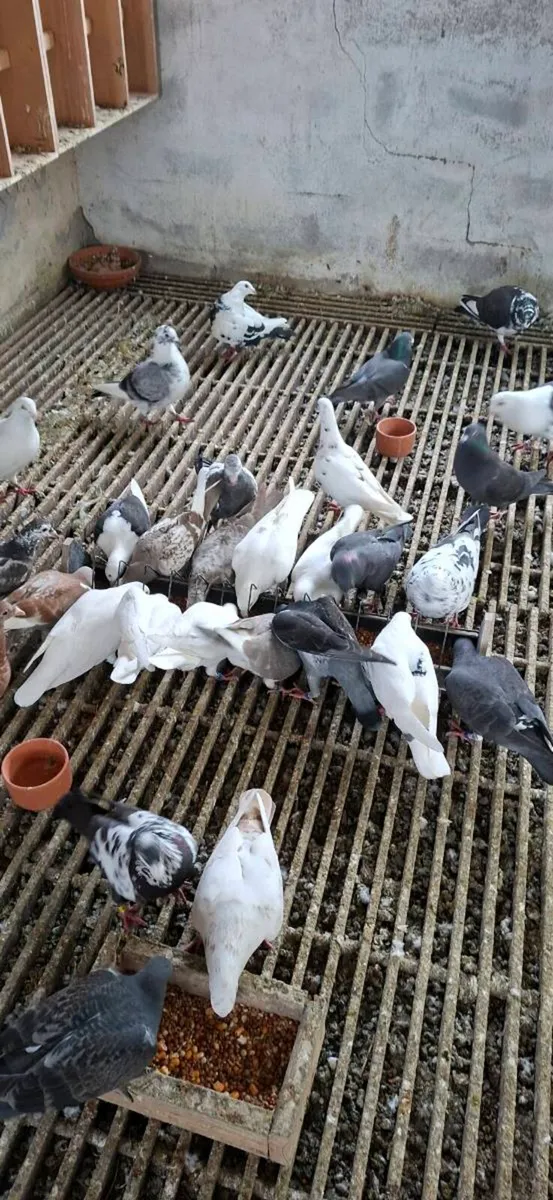 Colour homing pigeons - Image 1