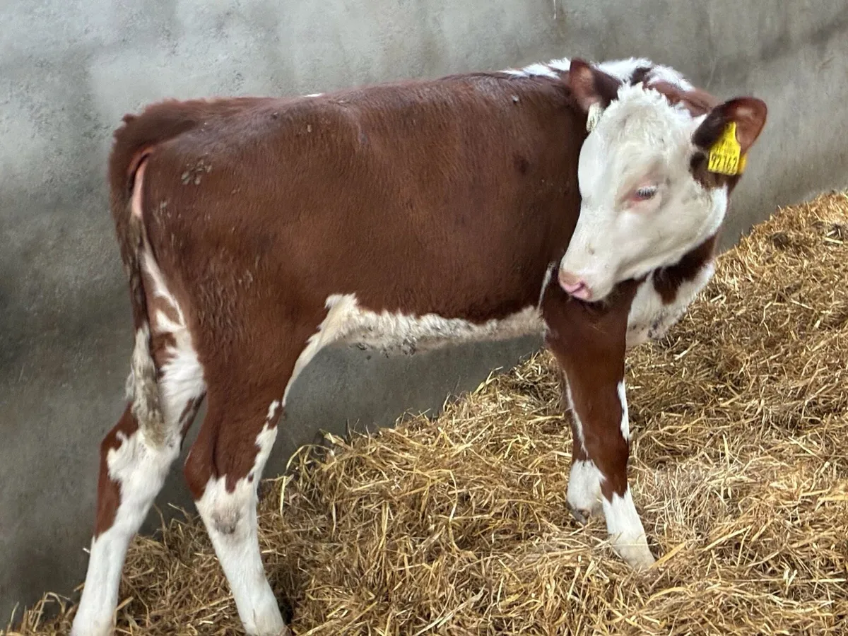 SERIOUS AA & HE HEIFER RUNNERS - Image 2
