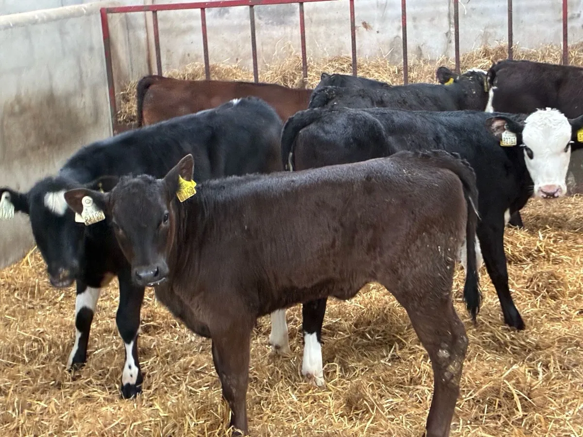 SERIOUS AA & HE HEIFER RUNNERS - Image 3