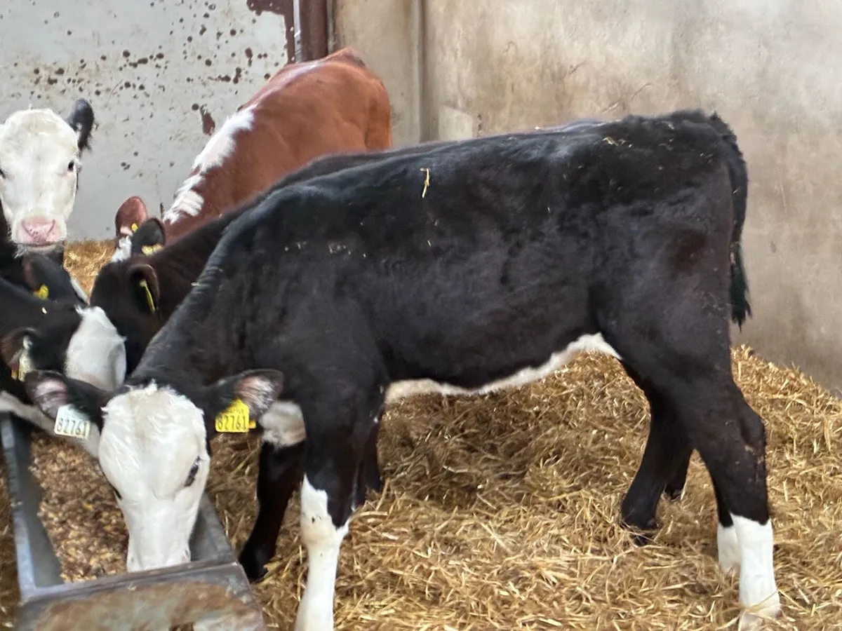 SERIOUS AA & HE HEIFER RUNNERS - Image 4
