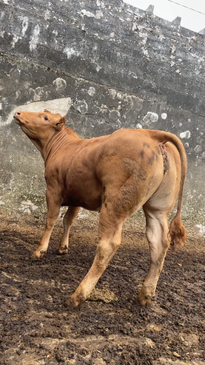 Show EBY lmx heifer - Image 3