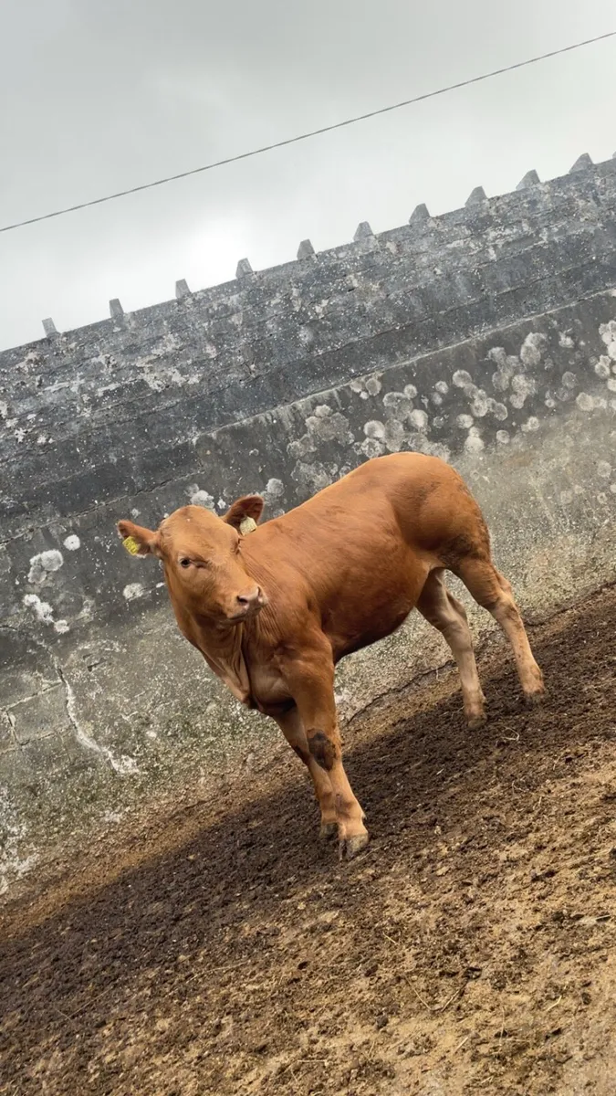 Show EBY lmx heifer - Image 4