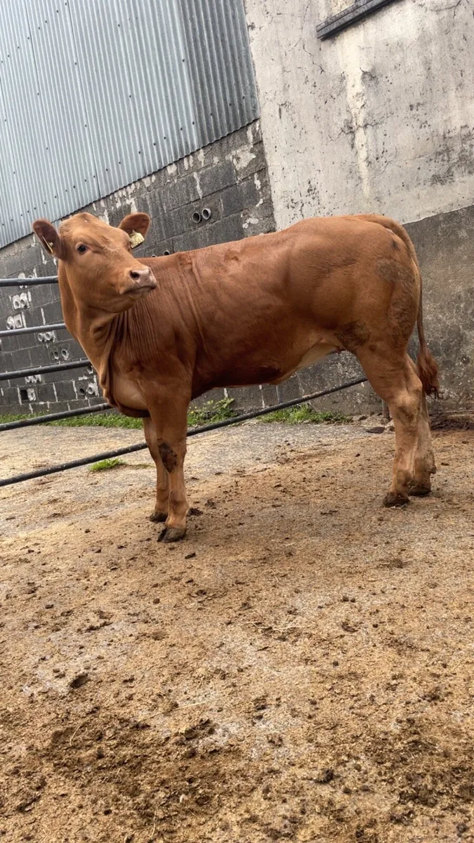 Show EBY lmx heifer - Image 2