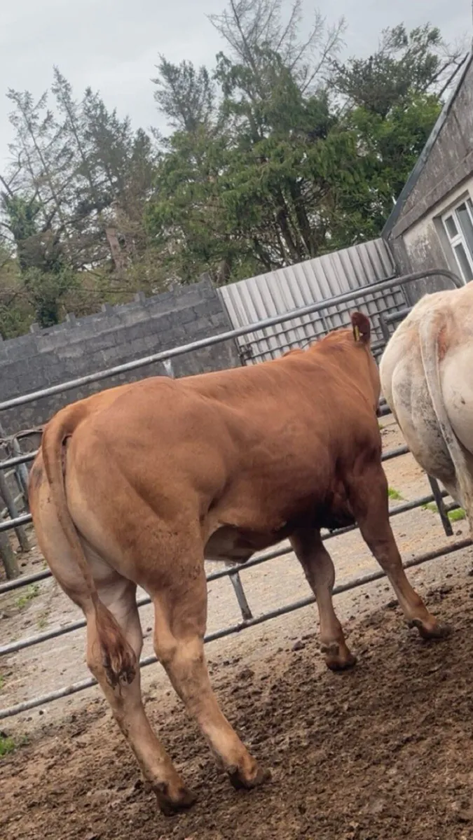 Show EBY lmx heifer - Image 1