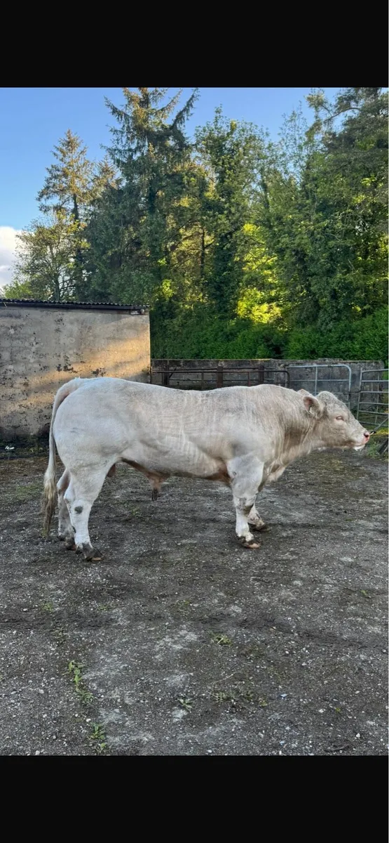 Charolais Bull for sale - Image 1