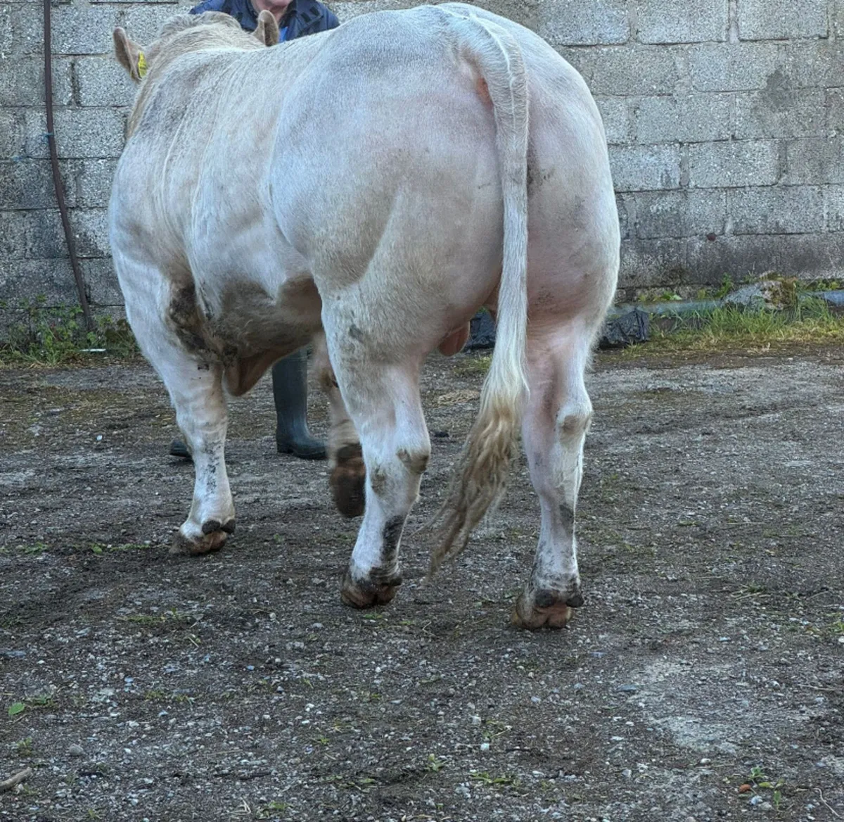 Charolais Bull for sale - Image 2