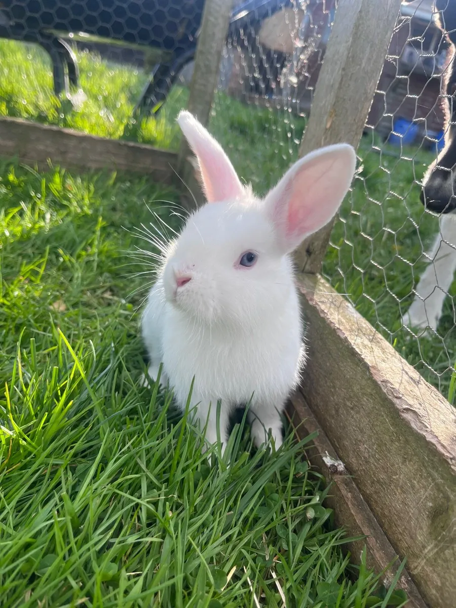 Bunnies 🐰 - Image 2