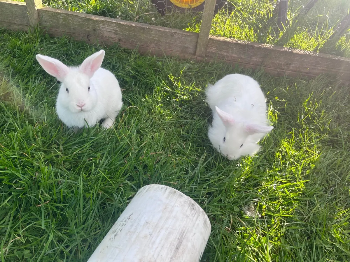 Bunnies 🐰 - Image 4