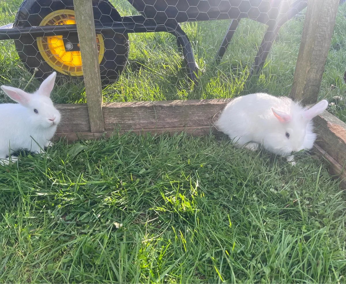 Bunnies 🐰 - Image 4