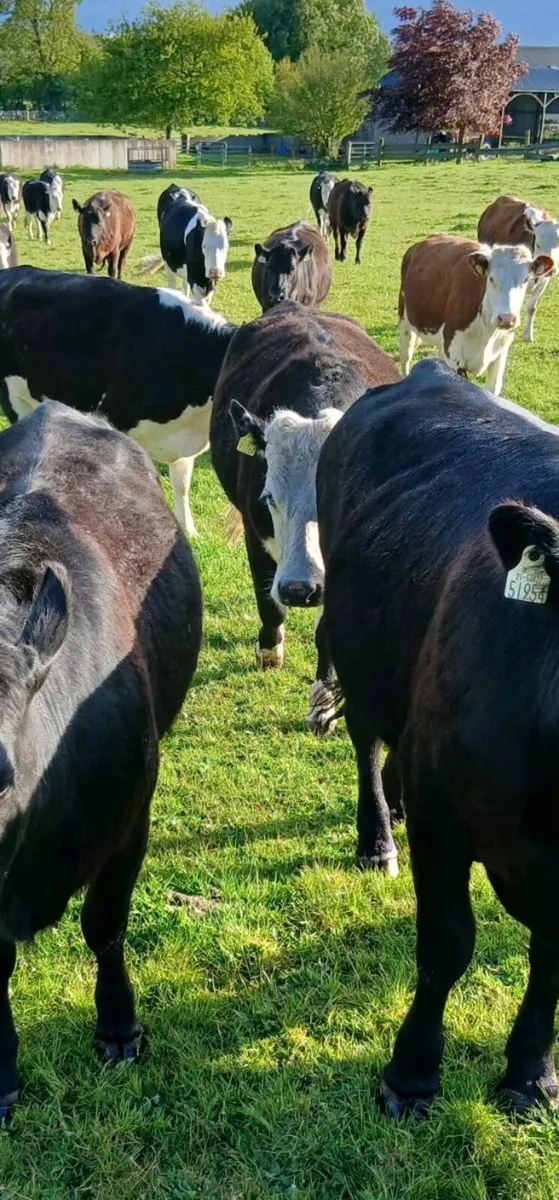 ANGUS-HEREFORD- - Image 1