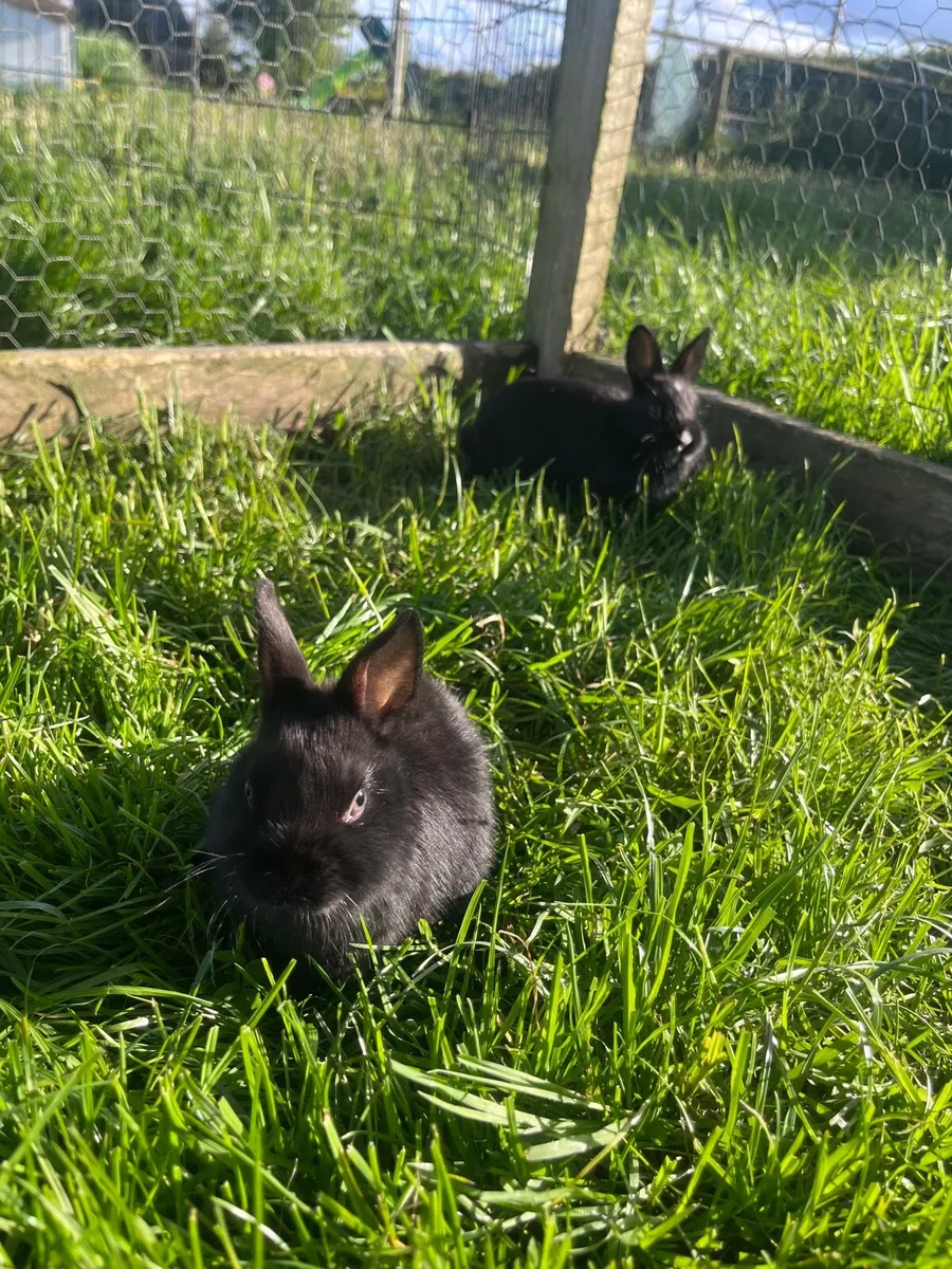 Bunnies 🐰 - Image 1