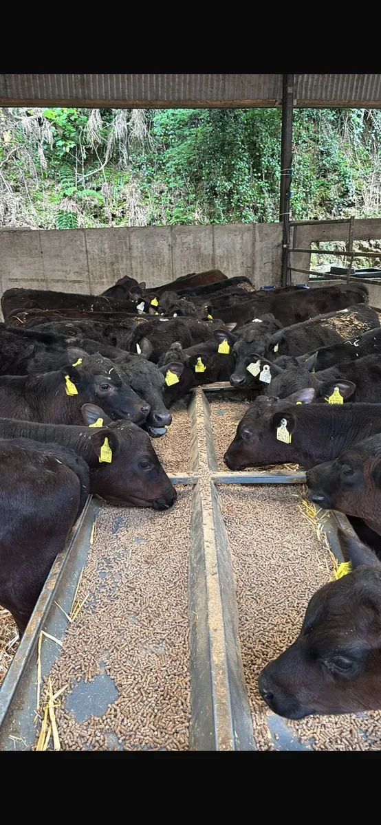 30 Angus bulls - Image 1