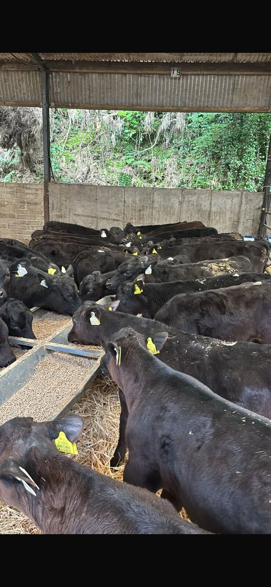 30 Angus bulls - Image 2