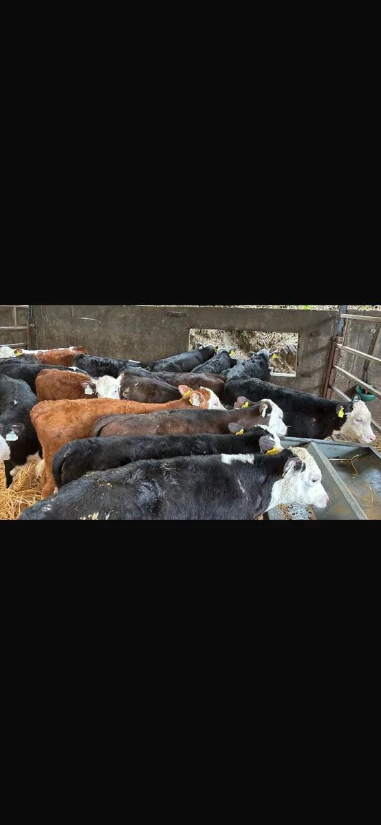 24 Hereford bulls - Image 1