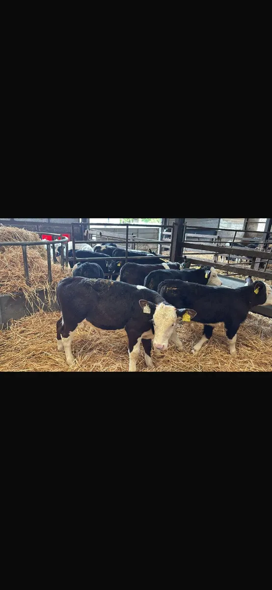 24 Hereford bulls - Image 2