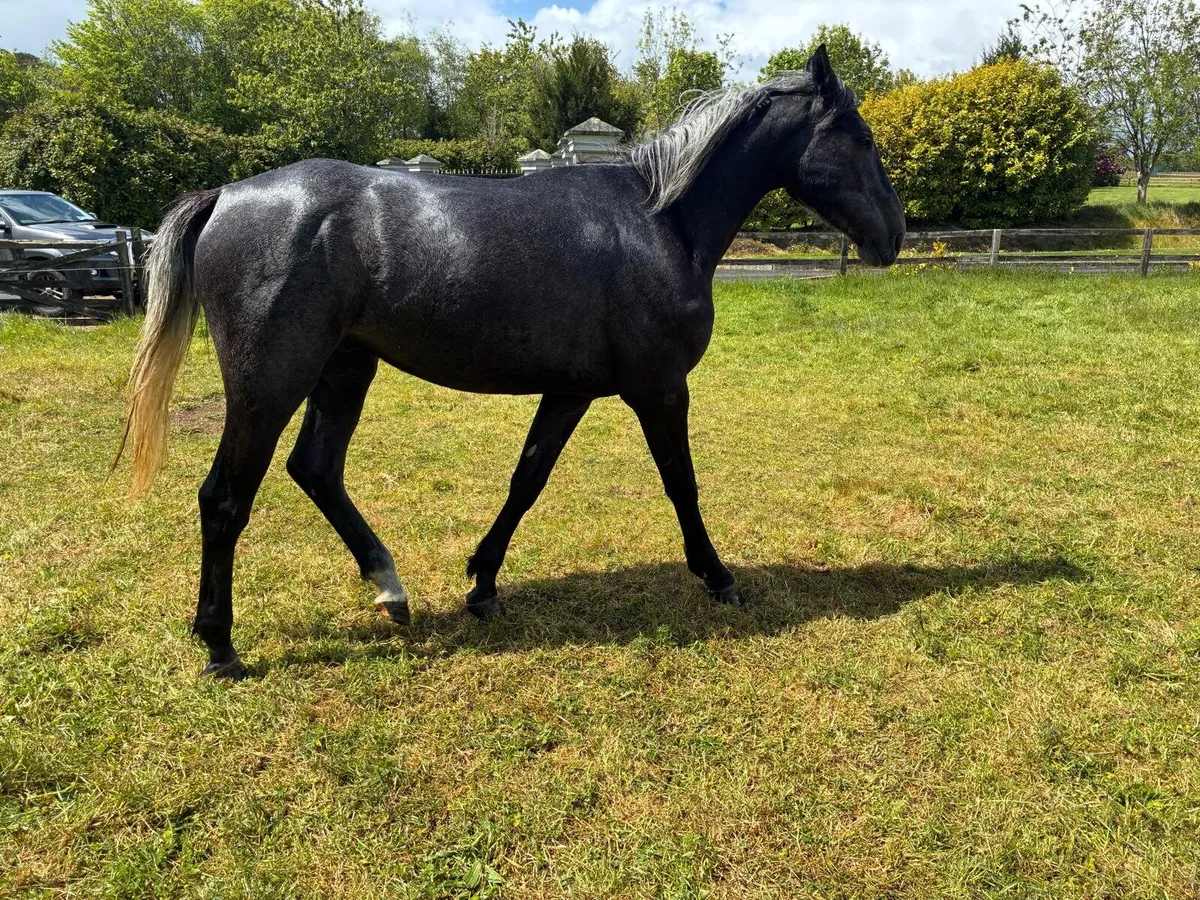 3 year old gelding - Image 1