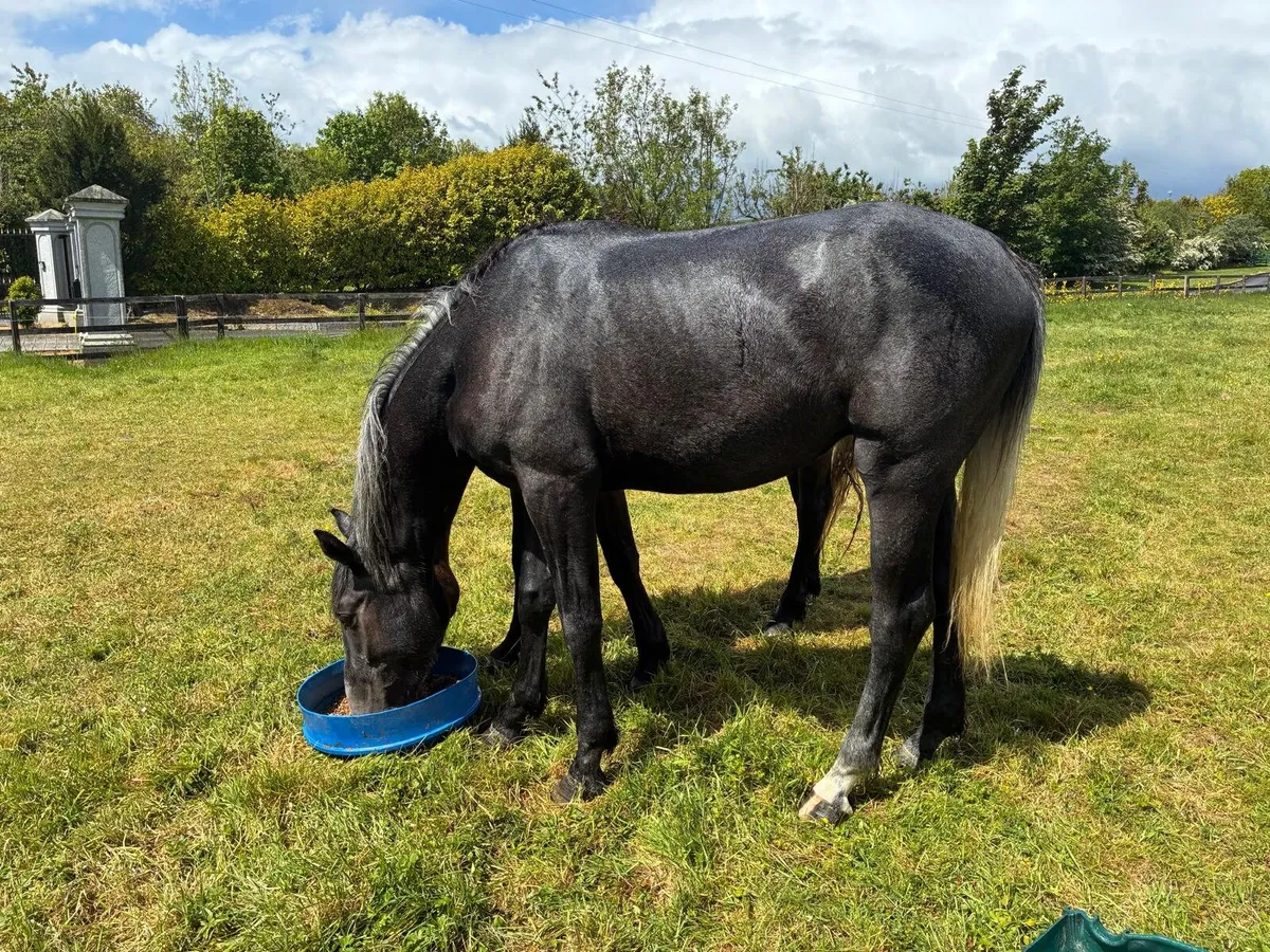 3 year old gelding - Image 2