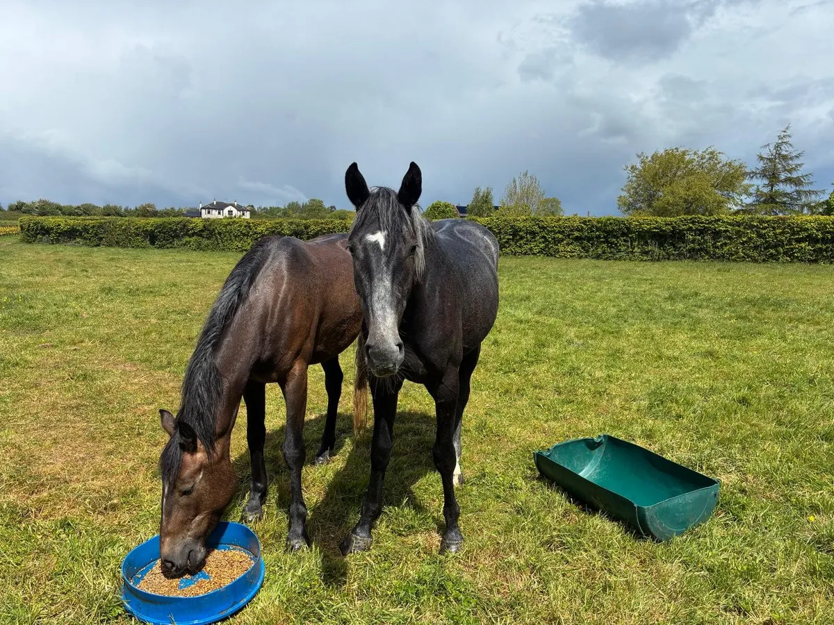3 year old gelding - Image 3