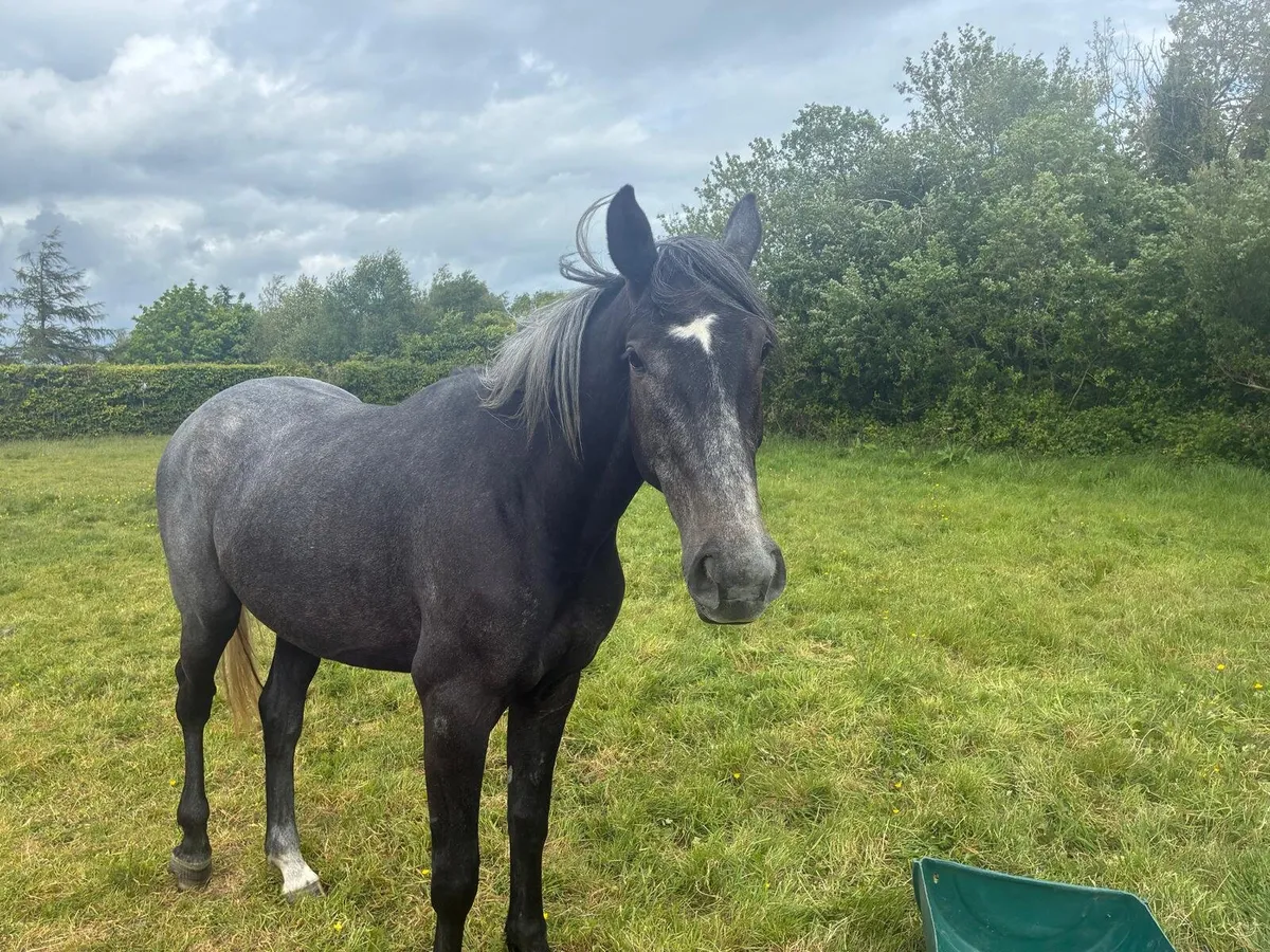3 year old gelding - Image 4