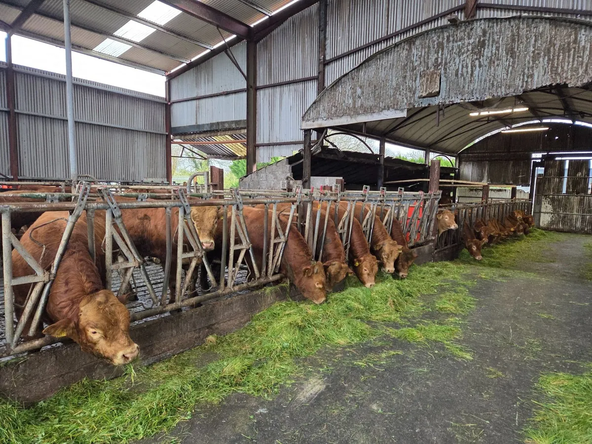 bulls - Image 2