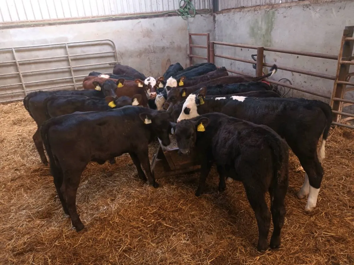 15 Reared Heifer Calves for sale - Image 2