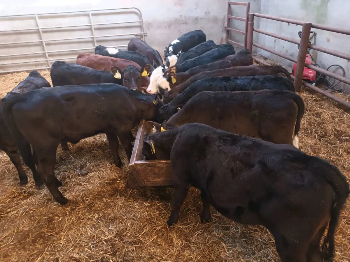 15 Reared Heifer Calves for sale - Image 3