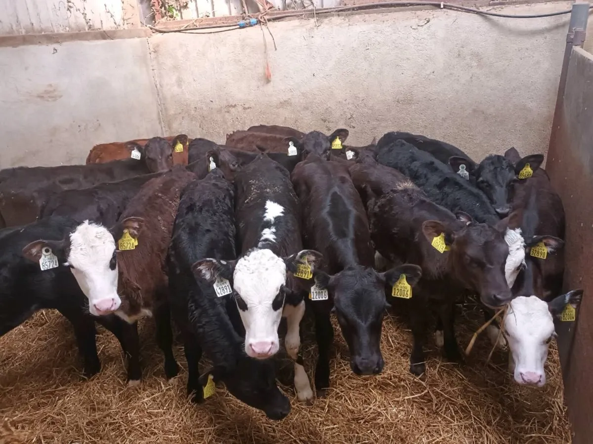 15 Reared Heifer Calves for sale - Image 4