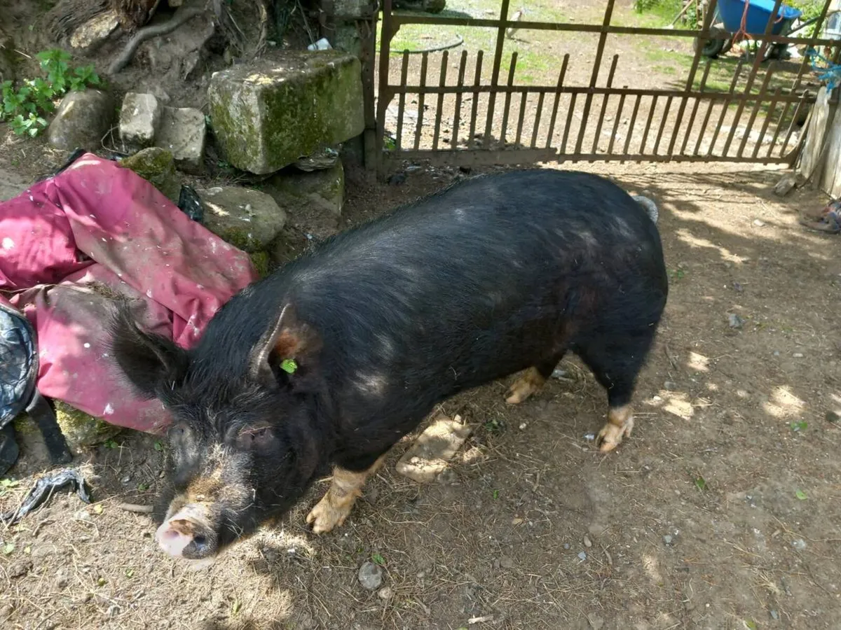 Boar - Image 1